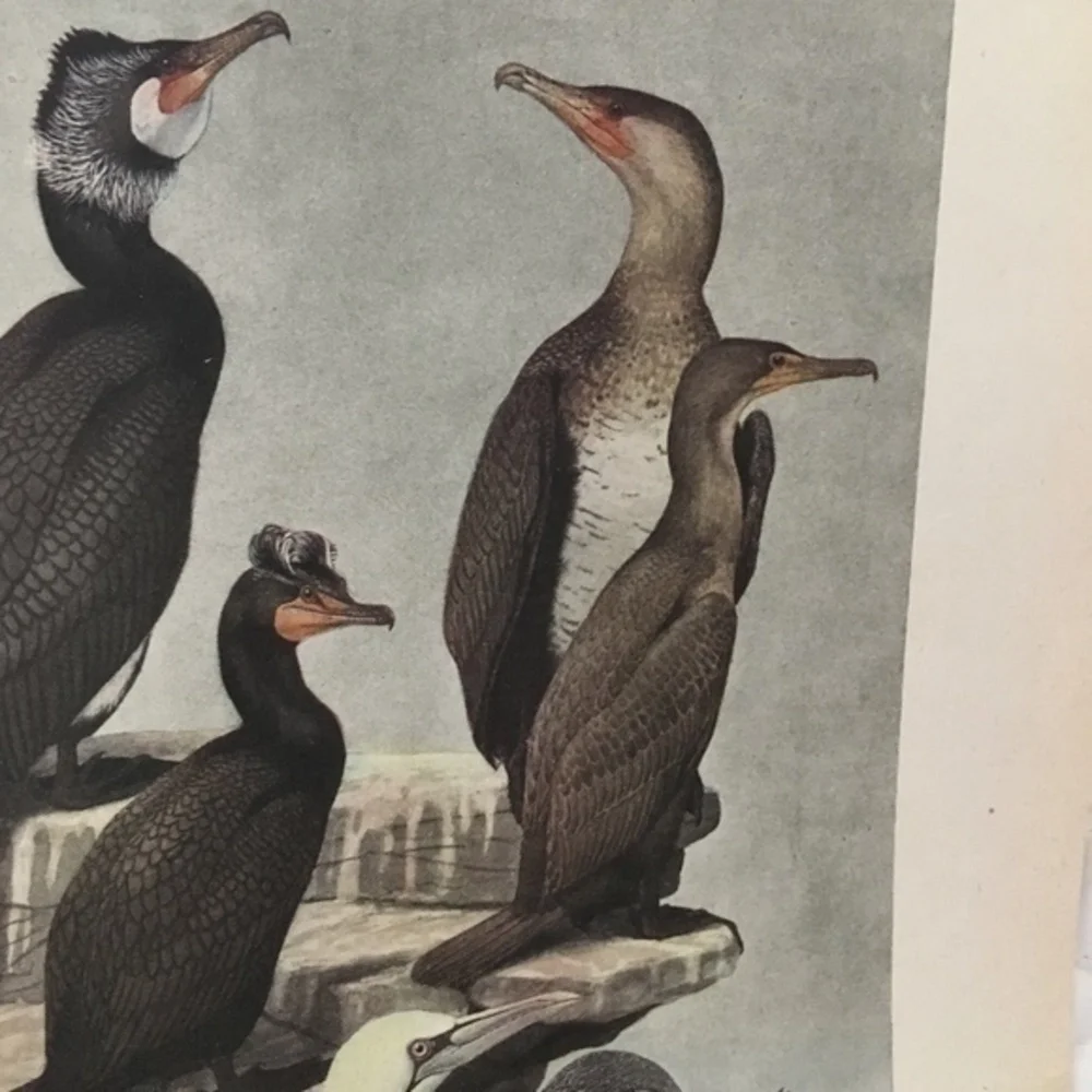 🖤5/$25 Antique Ornithological Bird Print Original 1913 vintage birds